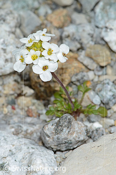 Foto: Alpen-Gämskresse (Pritzelago alpina). Ganze Pflanze (Habitus).