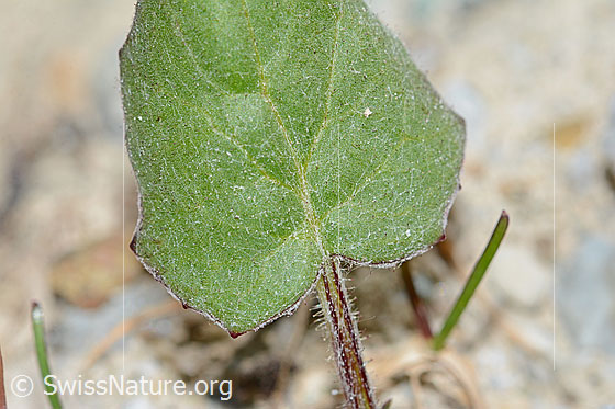 Foto: Huflattich (Tussilago farfara). Frisches Blatt.