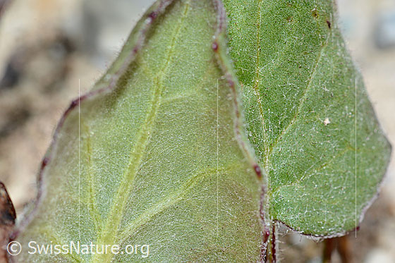 Foto: Huflattich (Tussilago farfara). Frisches Blatt. Blattunterseite.
