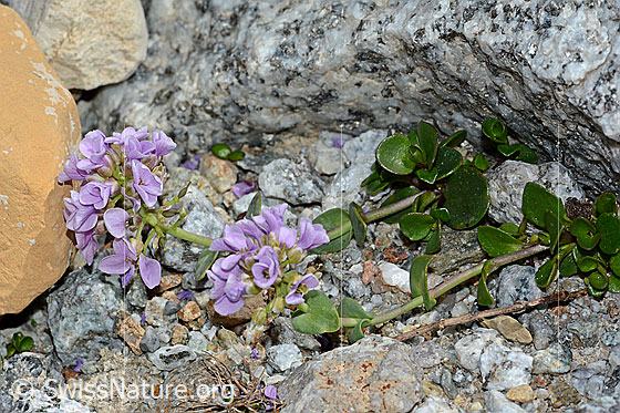 Photo: Thlaspi rotundifolium. Whole plant (habiti).