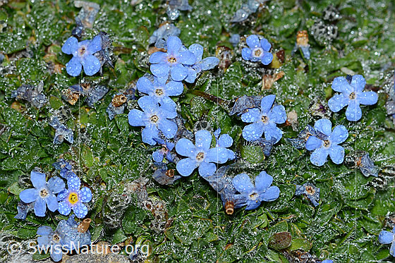 Foto: Himmelsherold (Eritrichium nanum). Polster mit div. Blüten.