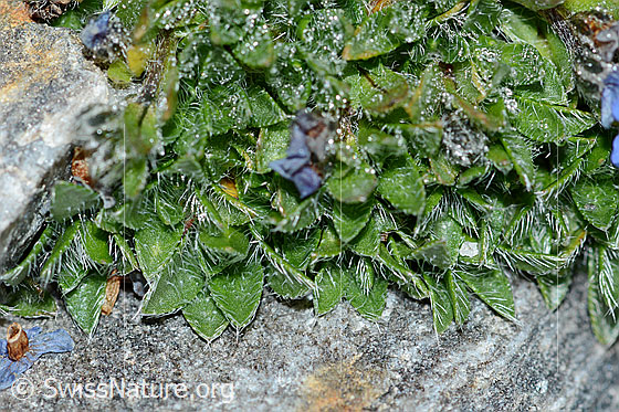 Foto: Himmelsherold (Eritrichium nanum). Zahlreiche Blätter.
