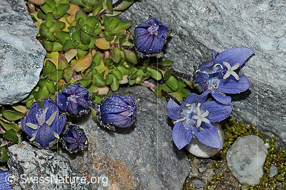 Foto: Mont Cenis-Glockenblume (Campanula cenisia). Ganze Pflanze (Habitus)