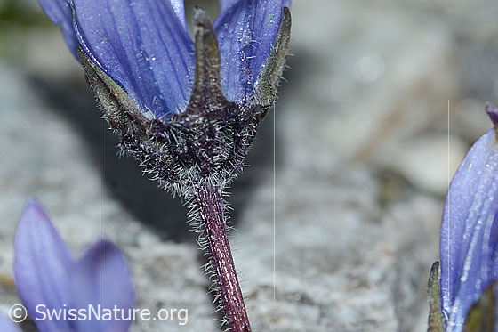 Foto: Mont Cenis-Glockenblume (Campanula cenisia). Kelch und Stängel.