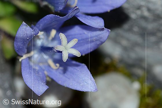 Foto: Mont Cenis-Glockenblume (Campanula cenisia). Blüte. Ansicht von oben.