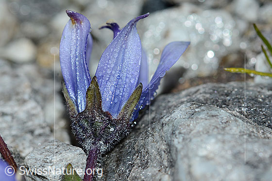 Foto: Mont Cenis-Glockenblume (Campanula cenisia). Blüte und Kelch. Ansicht von der Seite.