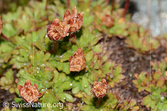 Photo: Saxifraga seguieri. Faded blossoms.