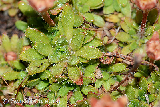 Photo: Saxifraga seguieri. Leaves.