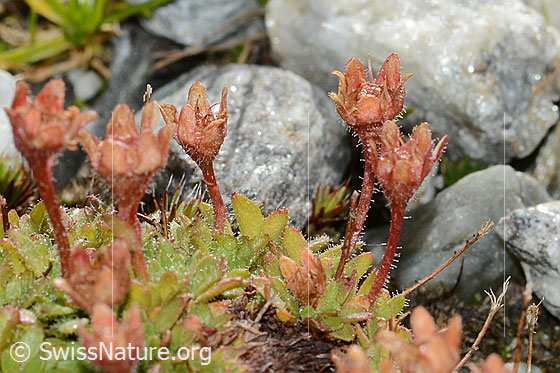 Foto: Séguiers Steinbrech (Saxifraga seguieri). Blätter, Stängel und verblühte Blüten.