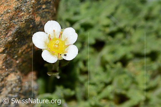 Foto: Gefurchter Steinbrech (Saxifraga exarata). Blüte.