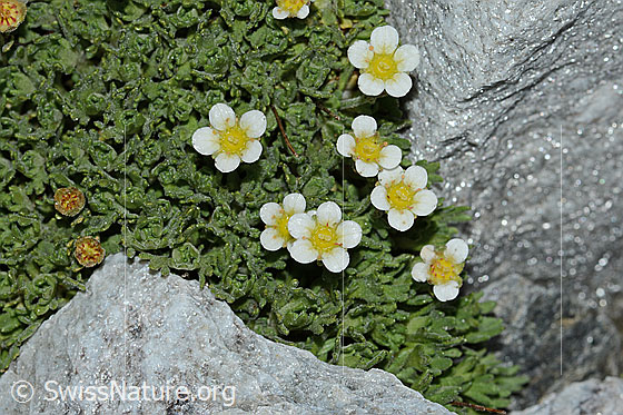Foto: Gefurchter Steinbrech (Saxifraga exarata). Ganze Pflanze (Habitus).