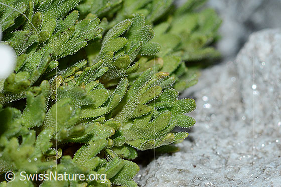 Foto: Gefurchter Steinbrech (Saxifraga exarata). Blätter.