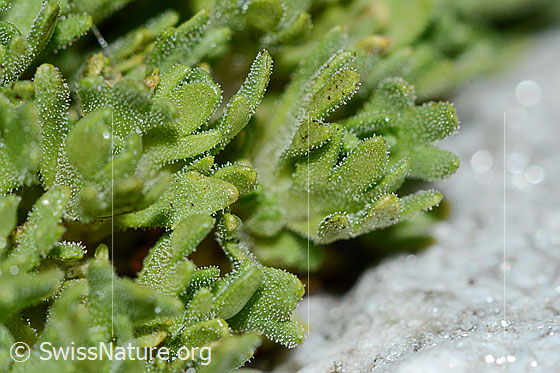 Foto: Gefurchter Steinbrech (Saxifraga exarata). Blätter.
