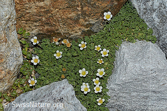 Foto: Gefurchter Steinbrech (Saxifraga exarata). Ganze Pflanze (Habitus).