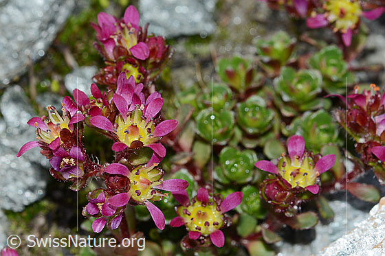 Zweiblütiger Steinbrech (Saxifraga biflora)