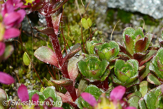 Foto: Zweiblütiger Steinbrech (Saxifraga biflora). Stängel und Blätter.