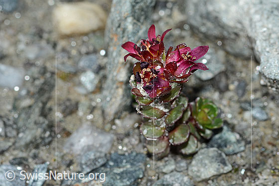 Foto: Zweiblütiger Steinbrech (Saxifraga biflora). Ganze Pflanze. Ansicht von der Seite.