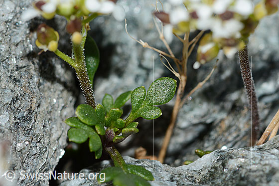 Foto: Kurzstängelige Gämskresse (Pritzelago alpina ssp. brevicaulis). Blätter und Stängel.