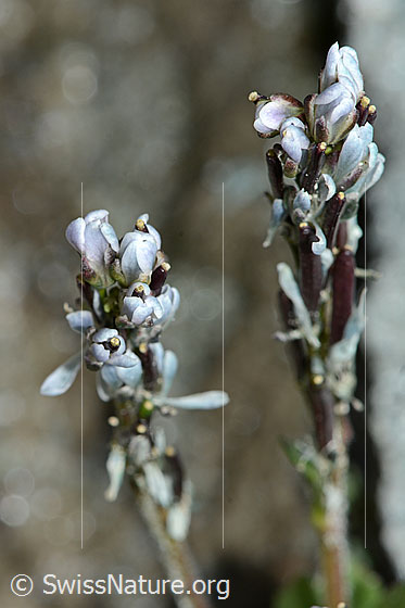 Foto: Bläuliche Gänsekresse (Arabis caerulea). Blüten und Blütenstand. Ansicht von der Seite.