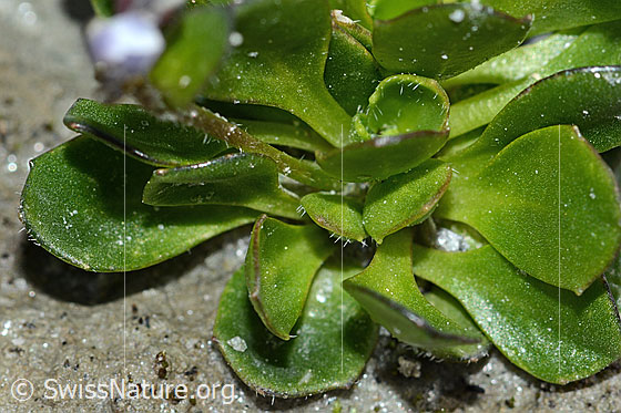 Foto: Bläuliche Gänsekresse (Arabis caerulea). Blätter.