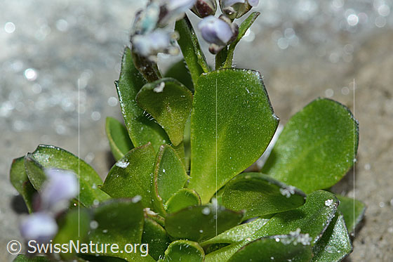 Foto: Bläuliche Gänsekresse (Arabis caerulea). Blätter. Blattoberseite.
