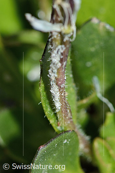 Foto: Bläuliche Gänsekresse (Arabis caerulea). Stängel.