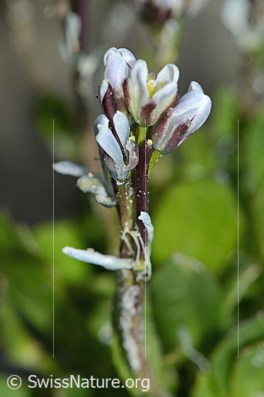 Photo: Arabis caerulea. Blossoms. View from the side.