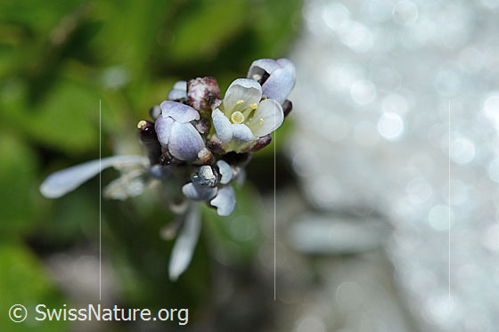 Photo: Arabis caerulea. Blossoms. View from above.