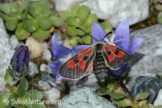 Foto: Alpen-Widderchen (Zygaena exulans) an Mont Cenis-Glockenblume (Campanula cenisia). Flügel geöffnet. Ansicht von hinten oben.