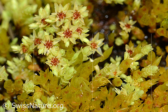 Foto: Sumpf-Streifensternmoos (Aulacomnium palustre). Moosblüte.