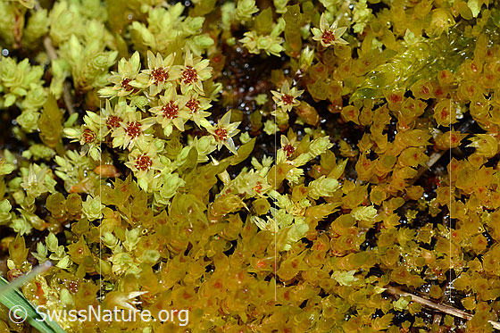 Photo: Aulacomnium palustre. Moss bloom.