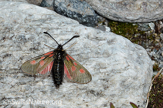 Photo: Zygaena exulans. Wings open. View from above.