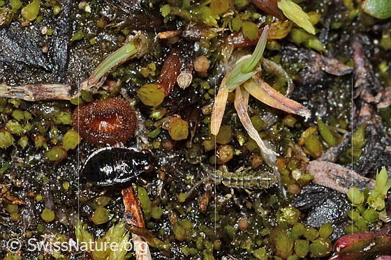 Photo: Probably Micracanthia fennica. Length 2.5mm. Larva. Ice age relict. View from diagonally above.