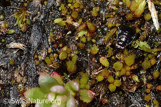 Photo: Probably Micracanthia fennica. Length 2.5Mm. Larva. Ice age relict. Top view from the front.