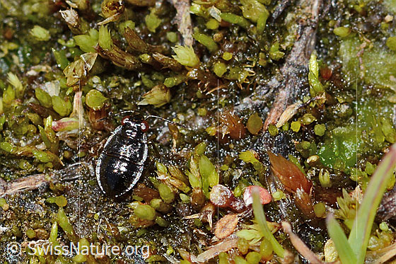 Foto: Wahrscheinlich Micracanthia fennica (Uferwanze). Länge 2.5mm. Larve. Eiszeitrelikt. Ansicht von schräg oben.