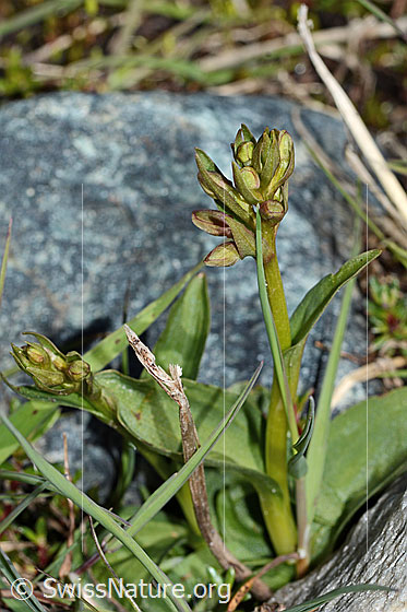 Foto: Grüne Hohlzunge (Coeloglossum viride). Ganze Pflanze (Habitus).
