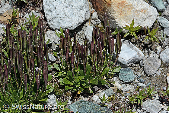 Photo: Arabis caerulea. Whole plant (habit) with fruits.