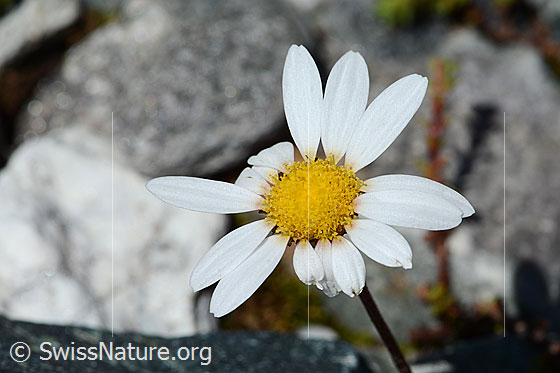 Foto: Gewöhnliche Alpenmargerite (Leucanthemopsis alpina). Blüte.