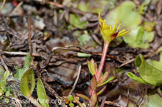 Foto: Bewimperter Steinbrech (Saxifraga aizoides). Stängel und Blüte.