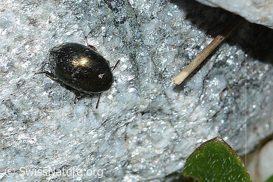 Photo: Probably Simplocaria semistriata. Length 2.5 - 3mm. View from above.