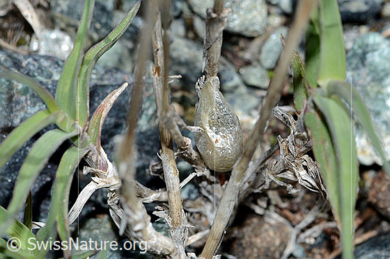 Photo: Probably Trisetum distichophyllum. Stem and leaves.