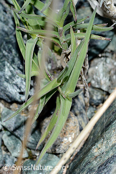 Photo: Probably Trisetum distichophyllum. Stem and leaves.