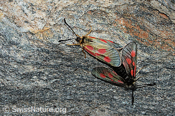 Alpen-Widderchen (Zygaena exulans)