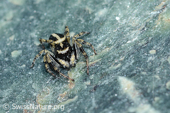 Foto: Wahrscheinlich Attulus longipes (Springspinne) auf Fels (Serpentin). Männchen. Ansicht von vorne.