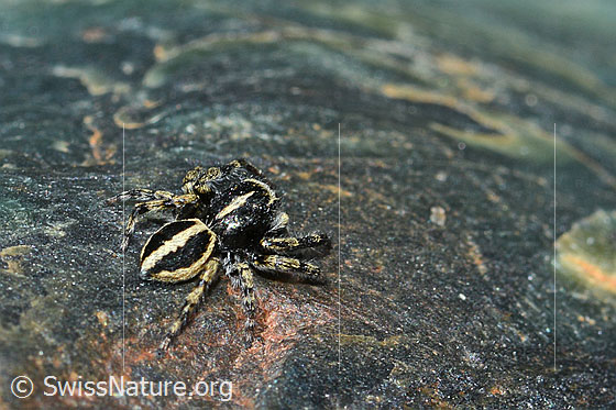 Photo: Probably Springspinne auf Fels (Serpentin). Male. View diagonally from behind.