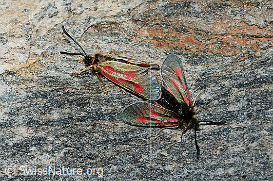 Foto: Alpen-Widderchen (Zygaena exulans). Paarung. Ansicht von oben.