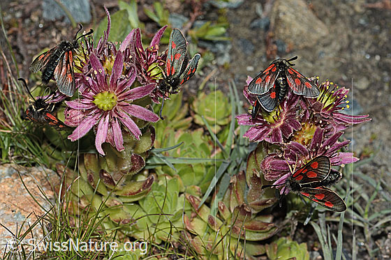 Foto: Alpen-Widderchen (Zygaena exulans) auf Berg-Hauswurz (Sempervivum montanum).
