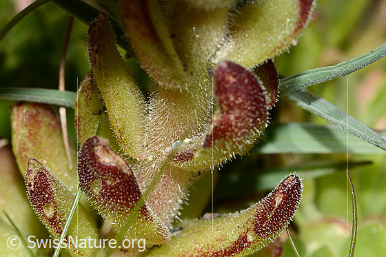 Photo: Sempervivum montanum. Stem and stem leaves.