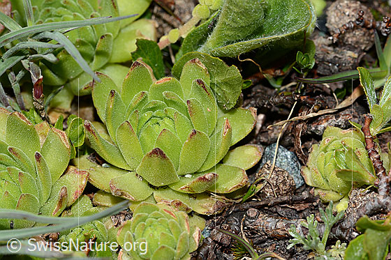 Foto: Berg-Hauswurz (Sempervivum montanum).