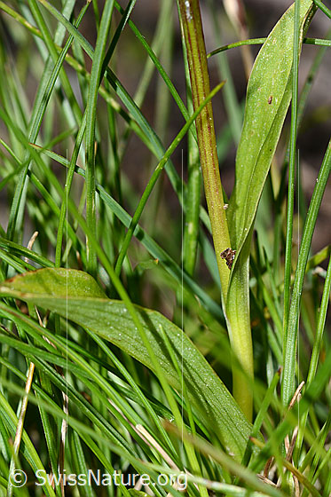 Foto: Grüne Hohlzunge (Coeloglossum viride). Stängel und Blätter.